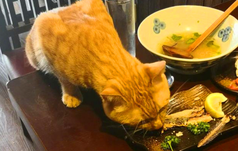 为什么猫咪喜欢去饭店呢