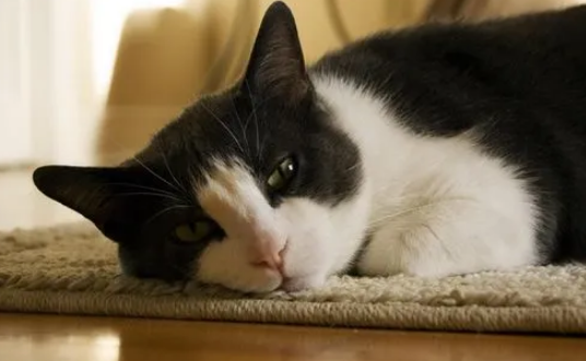 猫真的会哭吗因为伤心哭吗 猫真的会哭吗因为伤心哭吗