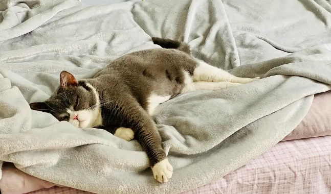 猫咪为什么老跑床上睡觉呢