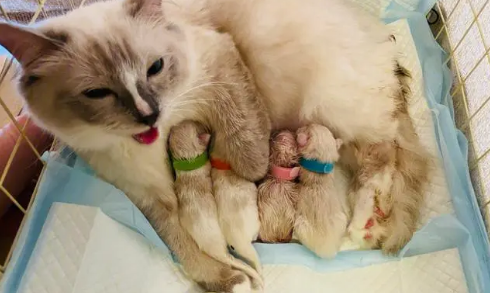 猫咪生产为什么没有宫缩的感觉