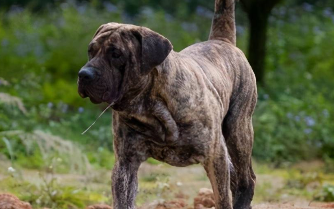 加纳利犬怎么训练大小便?这些方法你要牢记。 加纳利犬怎么训练大小便?这些方法你要牢记。