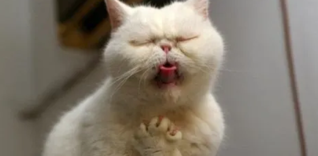 猫咪肚子一直叫还想吐怎么回事