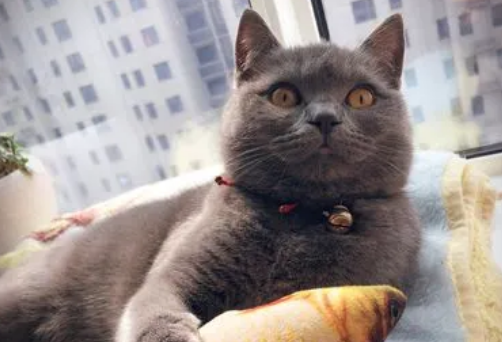 猫咪和主人很像视频大全