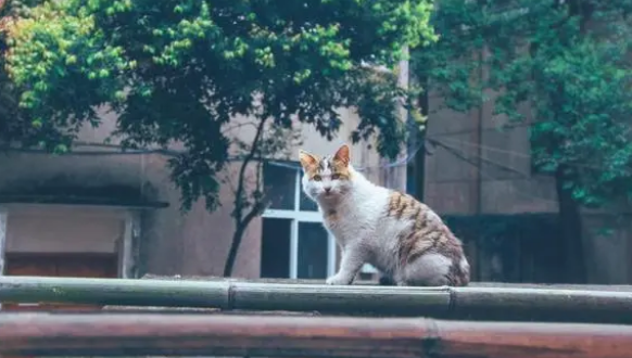猫十岁算长寿吗 猫十岁算长寿吗