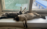 养猫3只比较好