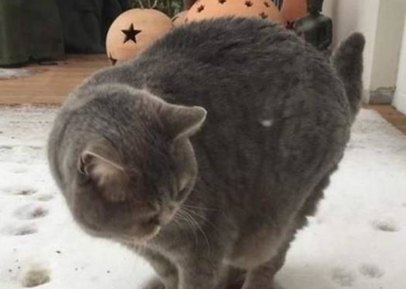 门口被积雪封住,主人去拿铁锹回来,看到猫咪的举动傻眼了 门口被积雪封住,主人去拿铁锹回来,看到猫咪的举动傻眼了