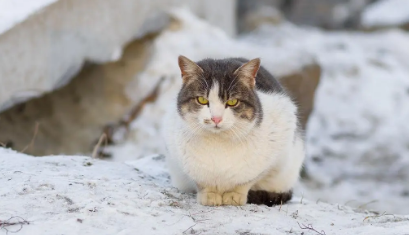 猫咪为什么坐在雪地上睡觉不动 猫咪为什么坐在雪地上睡觉不动