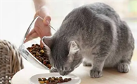 吃猫粮长大的猫会吃老鼠吗