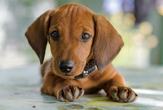 腊肠犬能吃米饭吗?看完,你就知道了 腊肠犬能吃米饭吗?看完,你就知道了