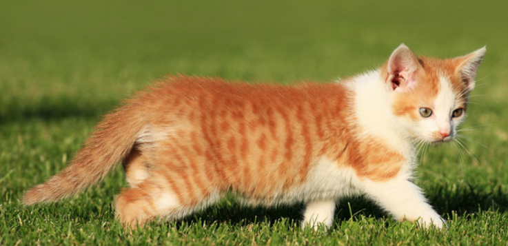 如何跟猫交流