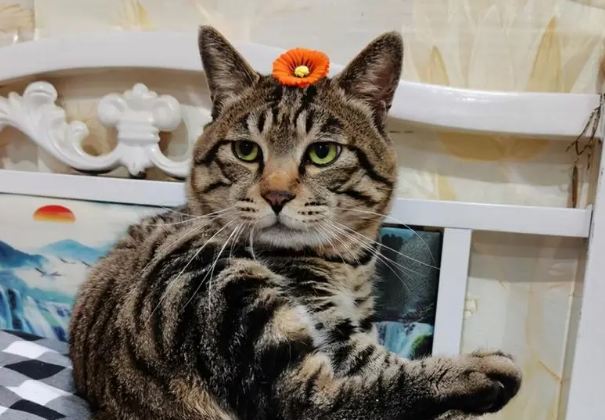 狸花猫一生只认一个主人吗 狸花猫一生只认一个主人吗