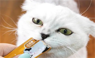 猫条一天吃多少合适