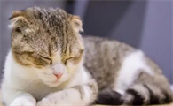 猫为什么八点就睡觉了