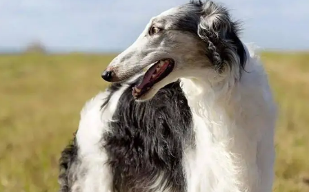 苏俄猎狼犬吃什么?一文带你了解~ 苏俄猎狼犬吃什么?一文带你了解~