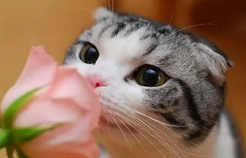 猫咪为什么喜欢舔花 猫咪为什么喜欢舔花