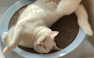 猫咪睡姿为什么销魂