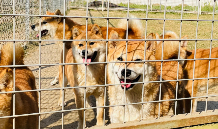 哪里有正规犬舍-宠物网
