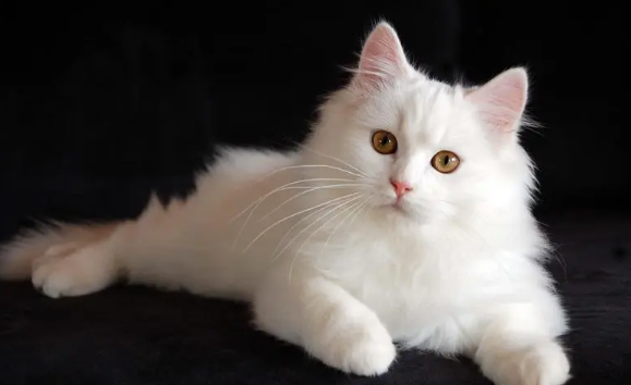 长相最恐怖的猫