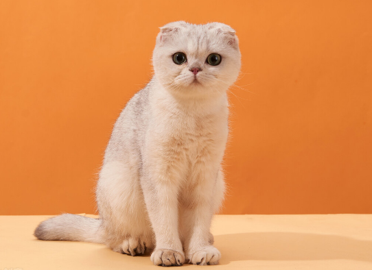 英短折耳猫的寿命一般多长