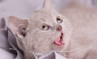 为什么猫咪学别的猫咪叫呢