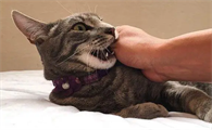 猫咪为什么咬人的动作很快呢