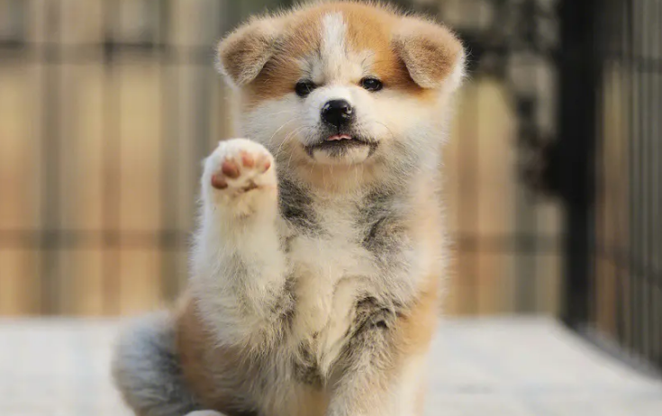 秋田犬怀孕期间怎么照顾?你必须了解 秋田犬怀孕期间怎么照顾?你必须了解