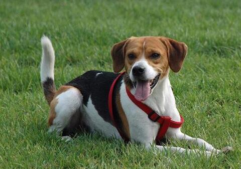 英国猎狐犬多少钱一只?快来了解一下 英国猎狐犬多少钱一只?快来了解一下