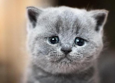 猫咪会哭吗会流眼泪吗