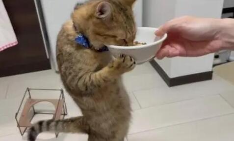 猫咪吃饭为什么不能竖着抱着 猫咪吃饭为什么不能竖着抱着
