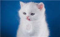 2个月的猫怎么养要注意什么