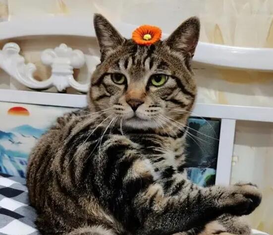 狸花猫的智商有多高？说了你别不信