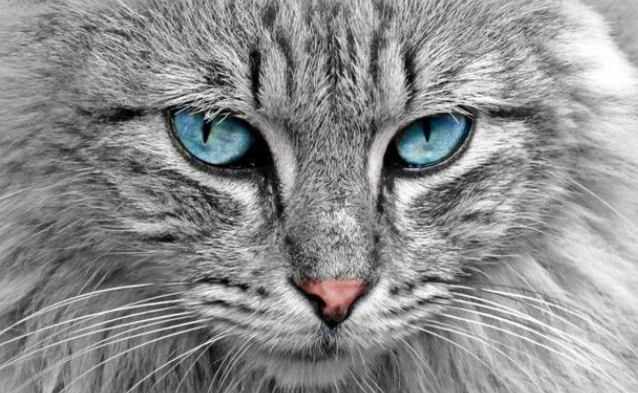 猫咪瞳孔小的原因 猫咪瞳孔小的原因