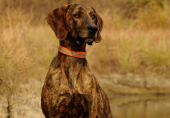 普罗特猎犬犬瘟热症状及治疗预防方法，看这里~