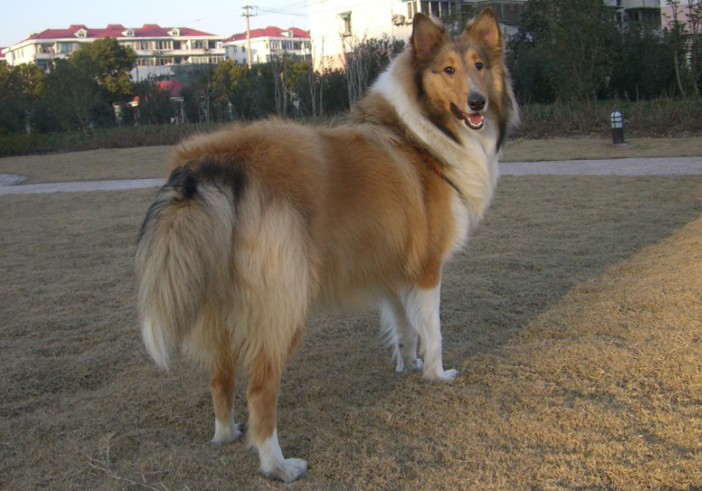 苏格兰牧羊犬发烧怎么办？要重视