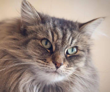 挪威森林猫握手怎么训练？想养的看过来
