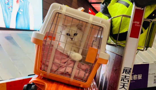 猫咪快递宠物托运公司怎么样