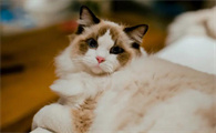 猫咪刚到家晚上为什么