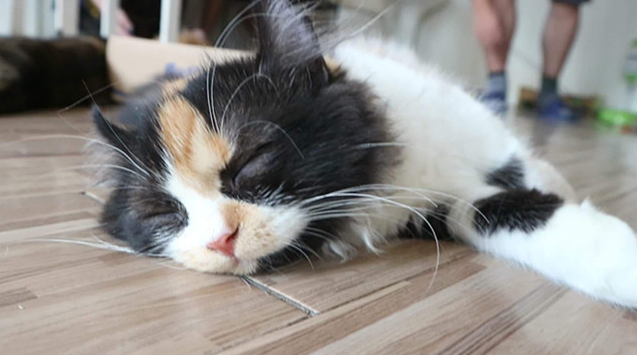 猫养死了意味着什么