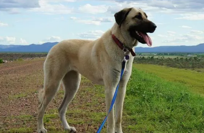 怎么训练安纳托利亚牧羊犬听话?该怎么做? 怎么训练安纳托利亚牧羊犬听话?该怎么做?