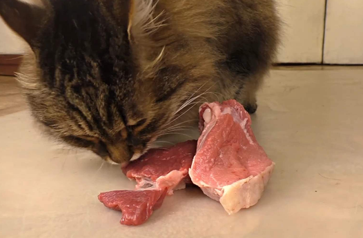 猫咪只能吃牛肉吗为什么呢