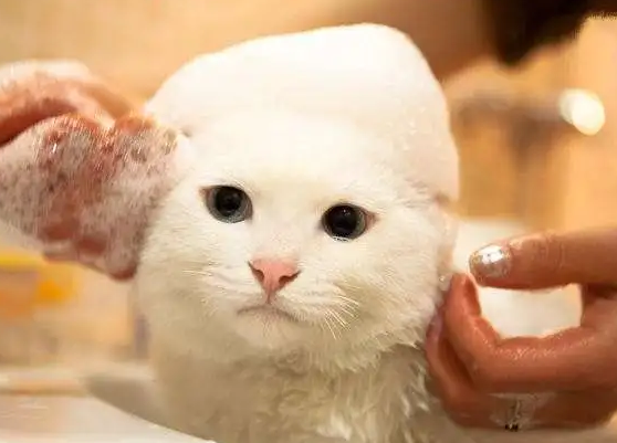 猫咪洗澡后为什么会有哮喘 猫咪洗澡后为什么会有哮喘