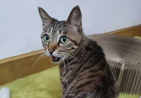 纯种狸花猫和普通狸花猫的区别？一起来看看