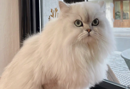 金吉拉猫难产怎么办?主人能做什么? 金吉拉猫难产怎么办?主人能做什么?