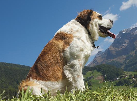 圣伯纳犬性格怎么样？感兴趣的来了解下吧