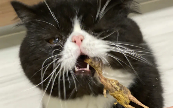 猫吃了很多鹌鹑咋治 猫吃了很多鹌鹑咋治