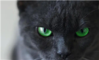 猫咪在夜晚为什么不感到害怕