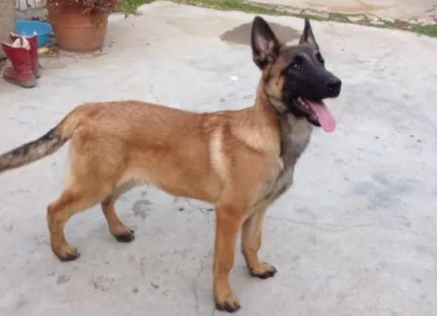 马犬几个月开始换颜色,你们知道吗? 马犬几个月开始换颜色,你们知道吗?
