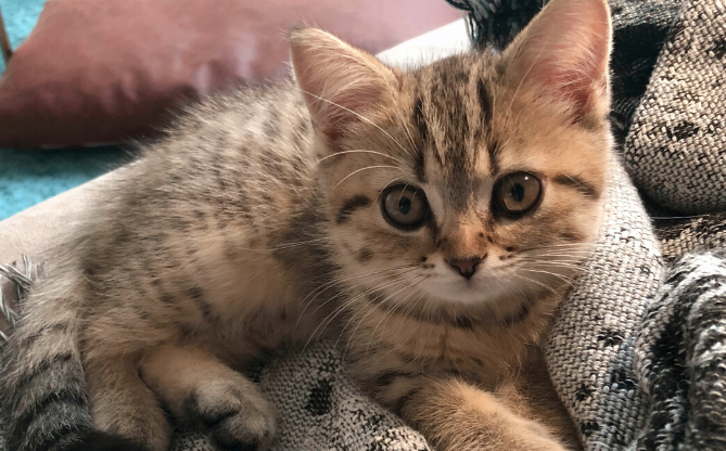 美短虎斑猫不能吃什么？主人要注意了。