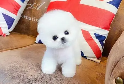 茶杯犬能吃什么食物?主要有以下几类~ 茶杯犬能吃什么食物?主要有以下几类~