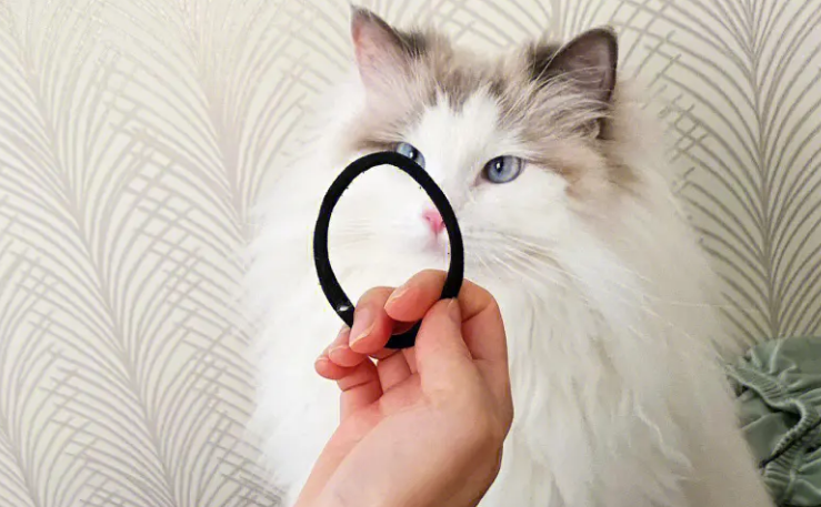 猫咪喜欢玩牛皮筋的原因